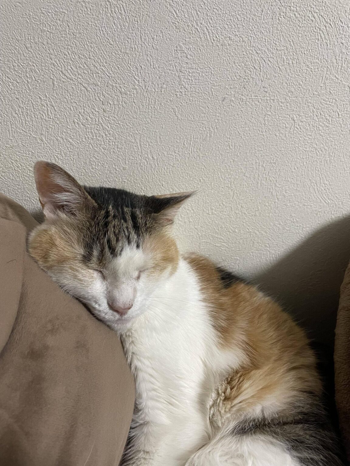 ワイのネッコさん、枕を使って寝る