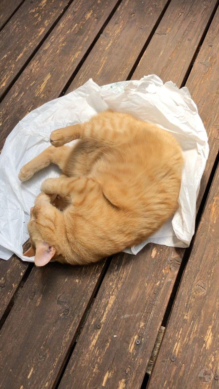 【朗報】ワイのネッコ可愛すぎる