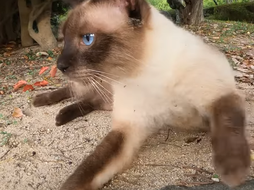 野良猫をモフりたいんだがどこに行けばいるの