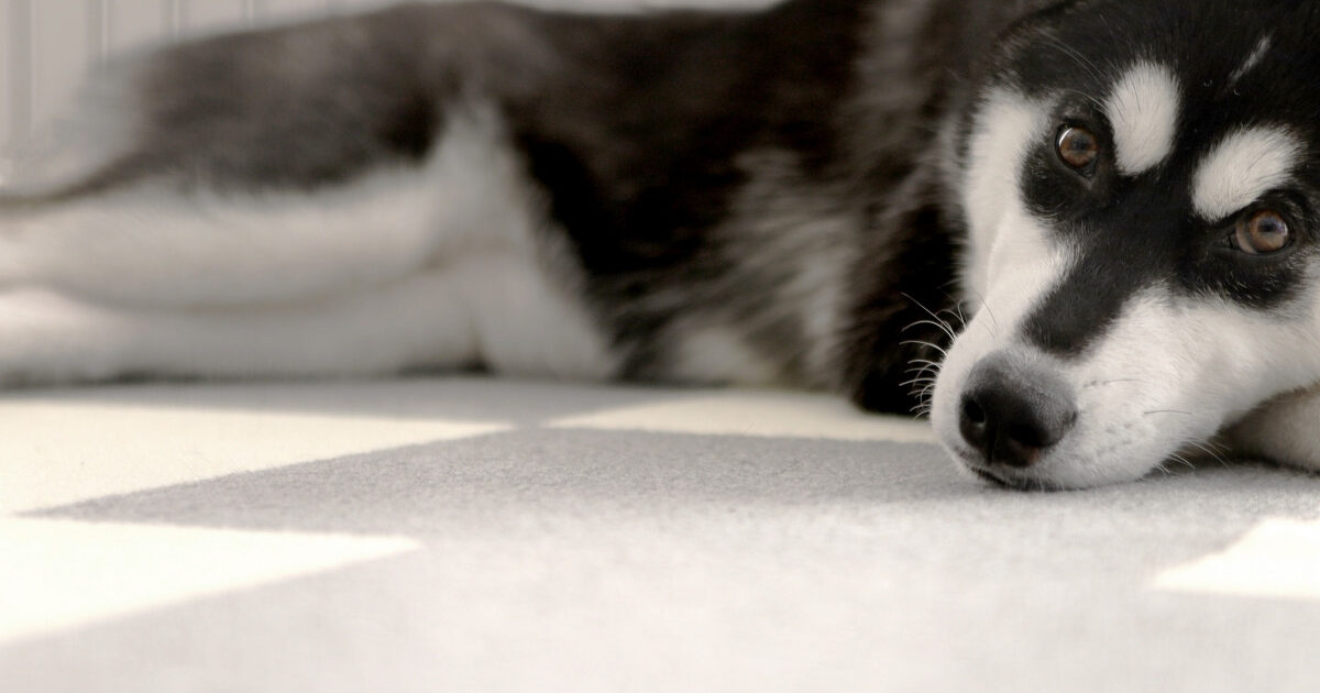 ハスキー犬って可愛すぎない???