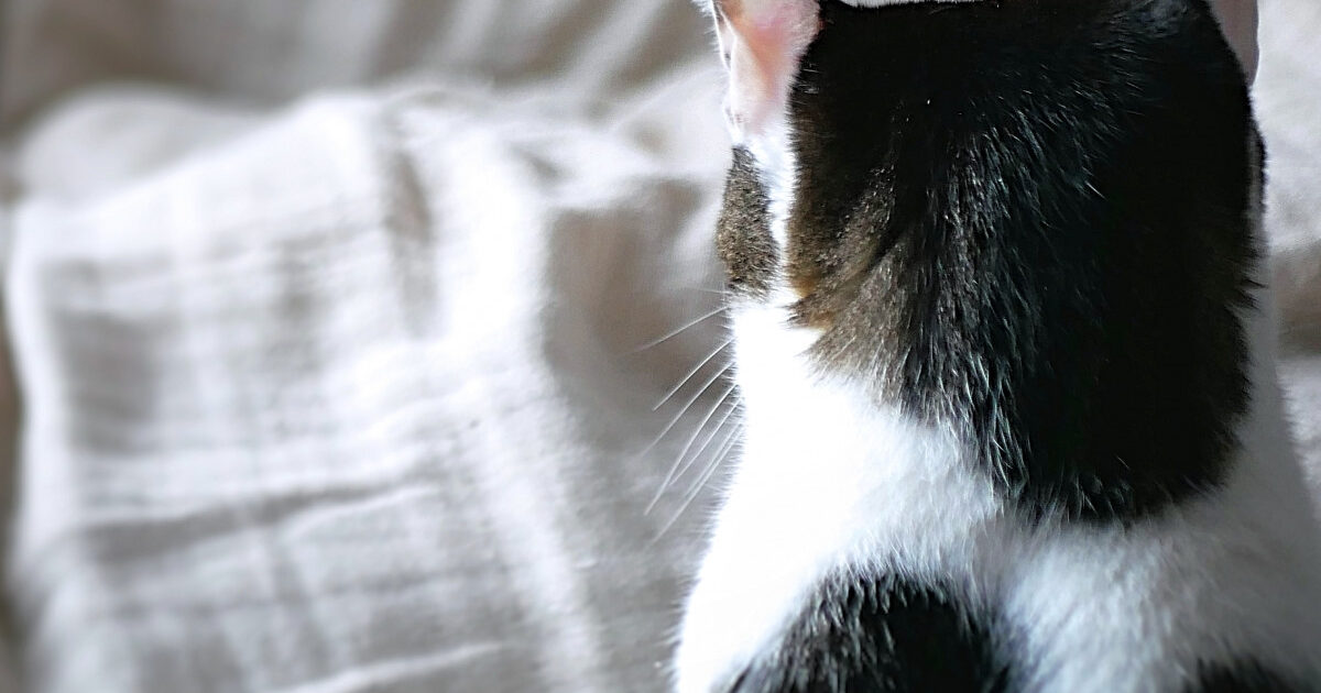 実家に預けてる猫、俺のところに帰りた過ぎるらしいwwwww