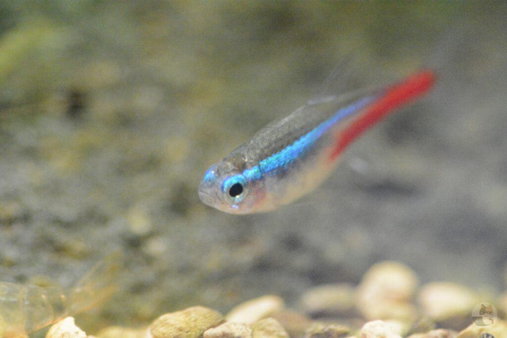 【朗報】ワイ君、ネオンテトラを飼い始めてしまう