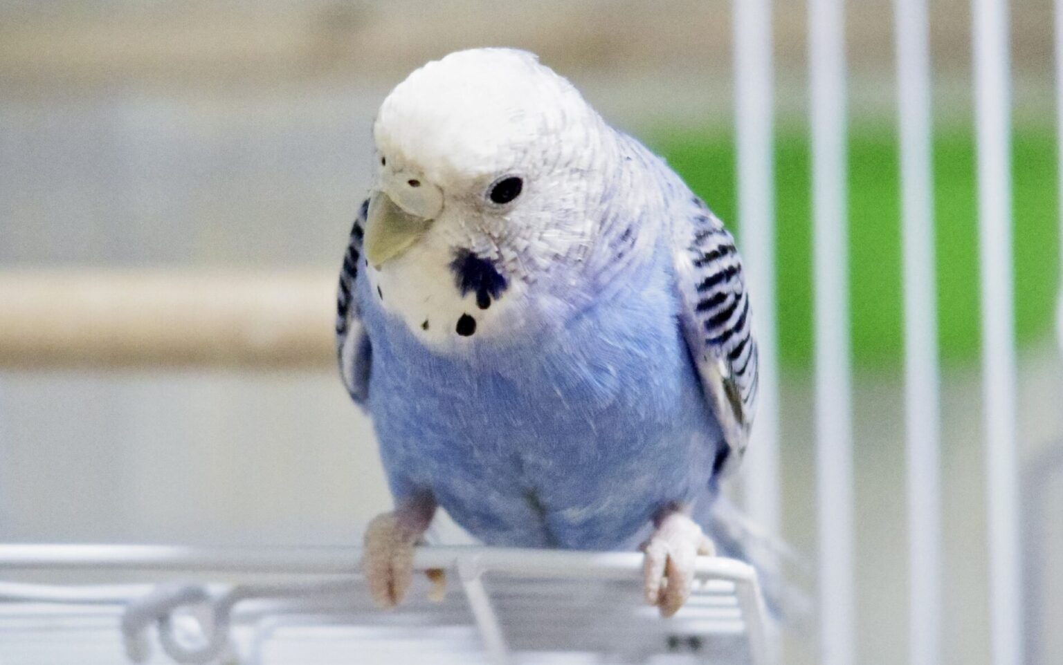 ワイのインコのけつあな見たい?