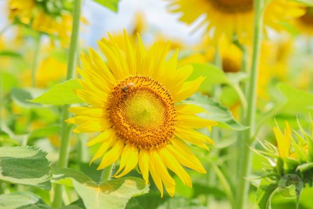 【画像】猫ちゃん、お風呂にはいってないのにいい匂い