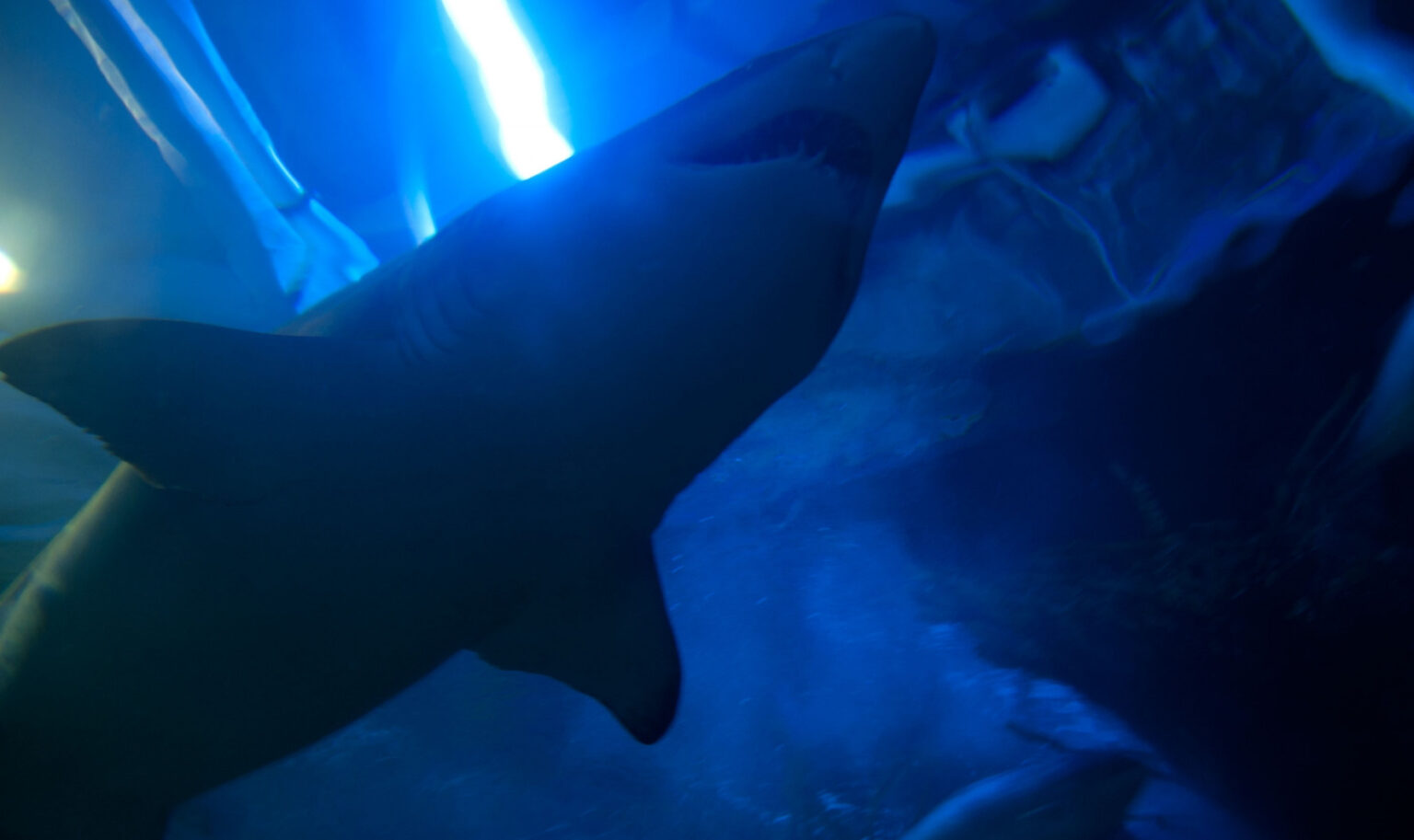 【閲覧注意】正体不明の深海ザメ、釣り上げられる…怖すぎ…