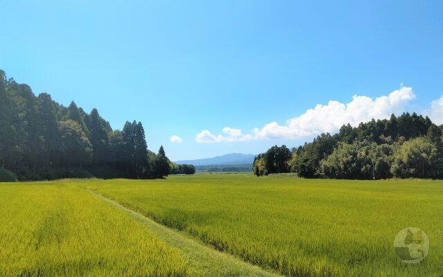 ワイの実家のクソ可愛い猫見てや