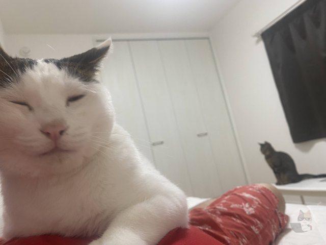 【画像】うちの家のぶっさいくなネッコがこちら