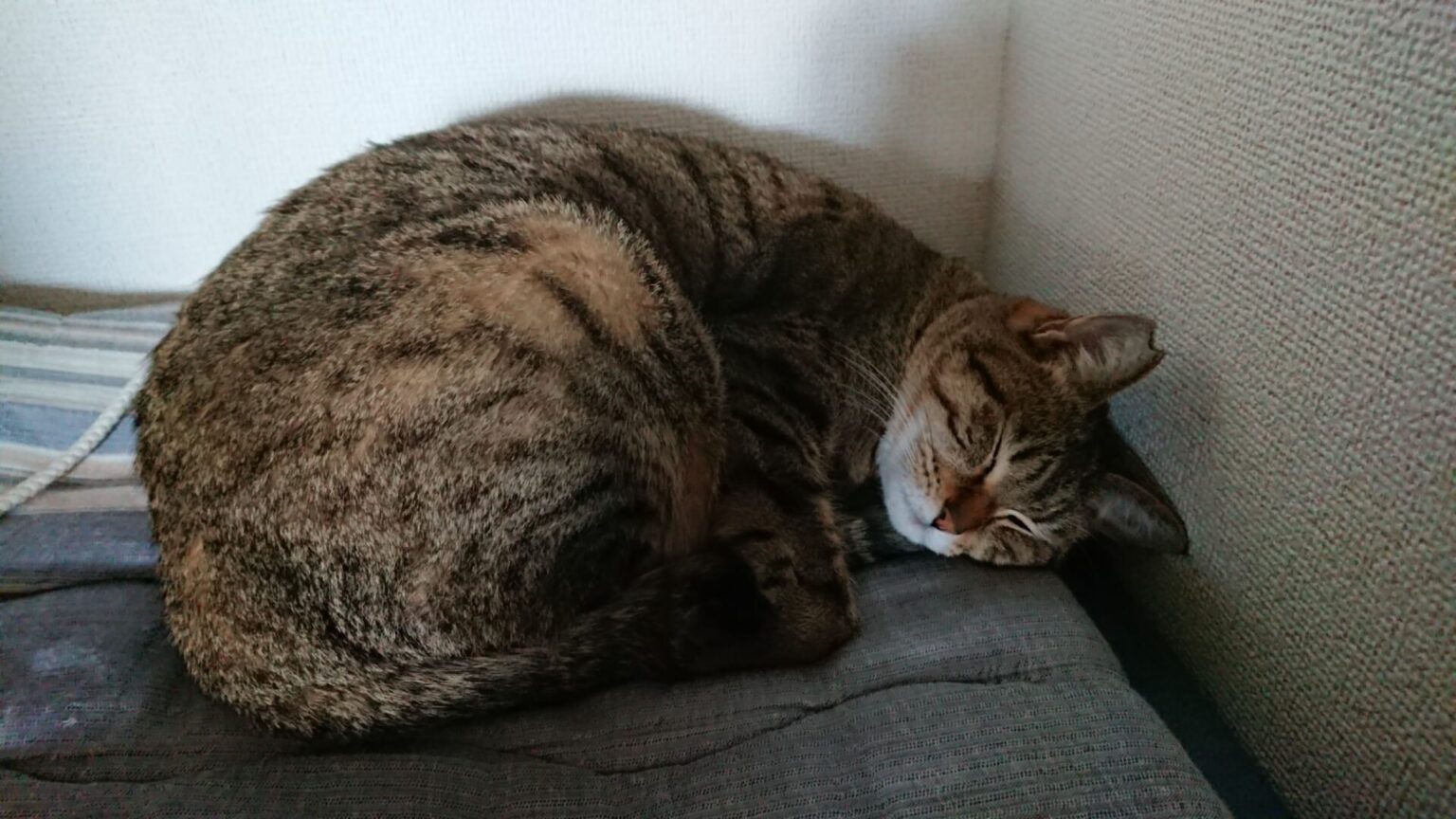 【画像】ワイのネッコ見てみんな癒されてくれ