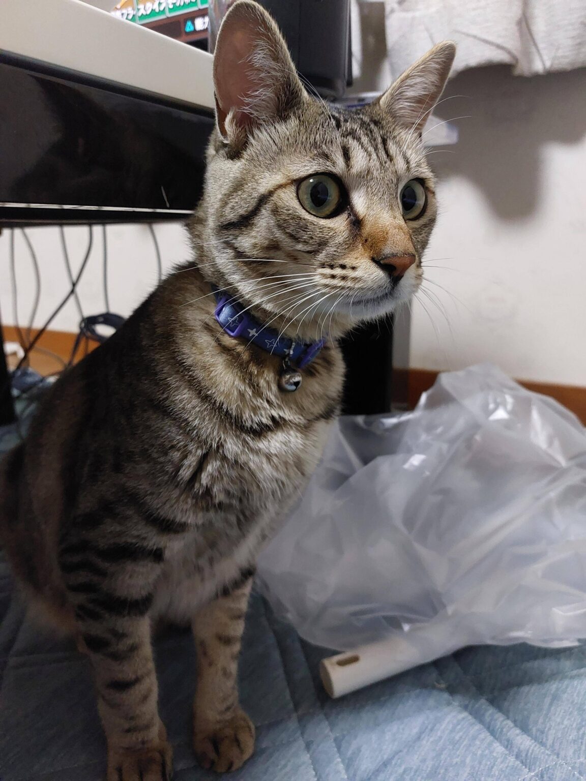 うちのネッコ無事一歳を迎える