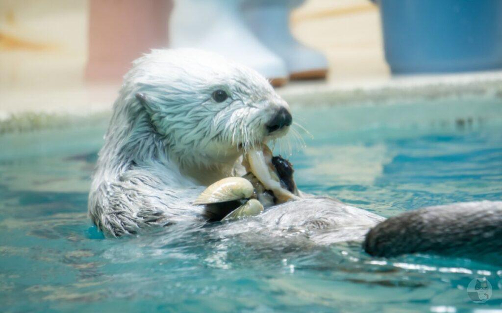 【画像あり】ラッコの赤ちゃん