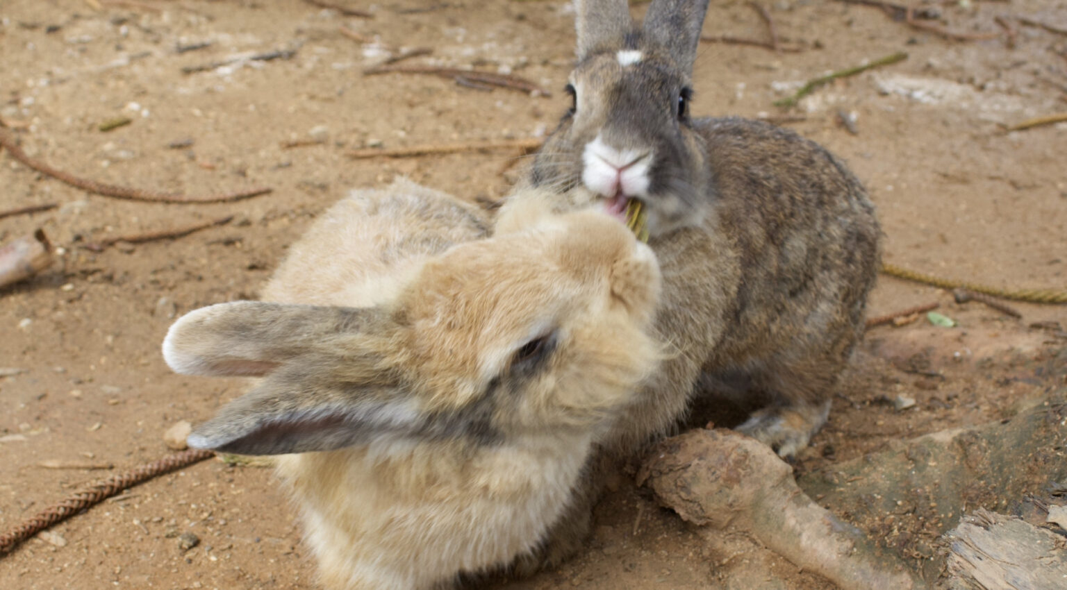 【動画】監視カメラに映った２匹のウサギによる死闘の様子がこちら