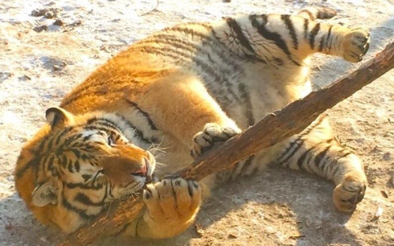 猫「わいらを大型化しないのはデカくなったら犬よりも遥かに危険だからにゃんやで」←これまじ?