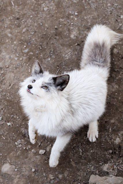 【画像】美人な動物の画像貼っていくで