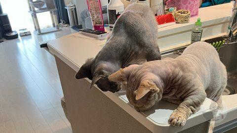 【画像】うちの犬猫が可愛すぎるんやがwwwwww