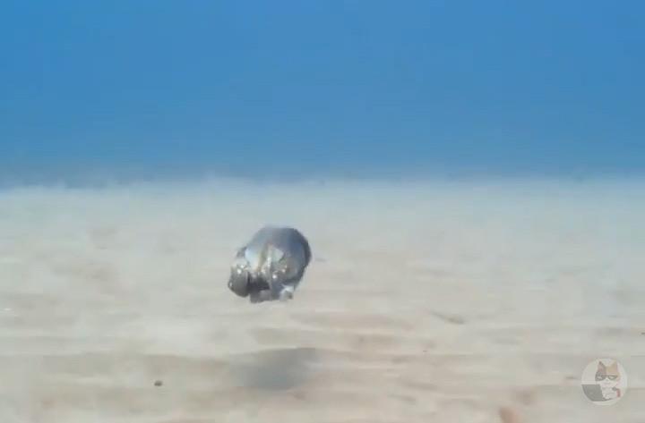 【動画】タコの日常、ガチでヤバイwwwwwwwwwwwwwwwwwwwwww