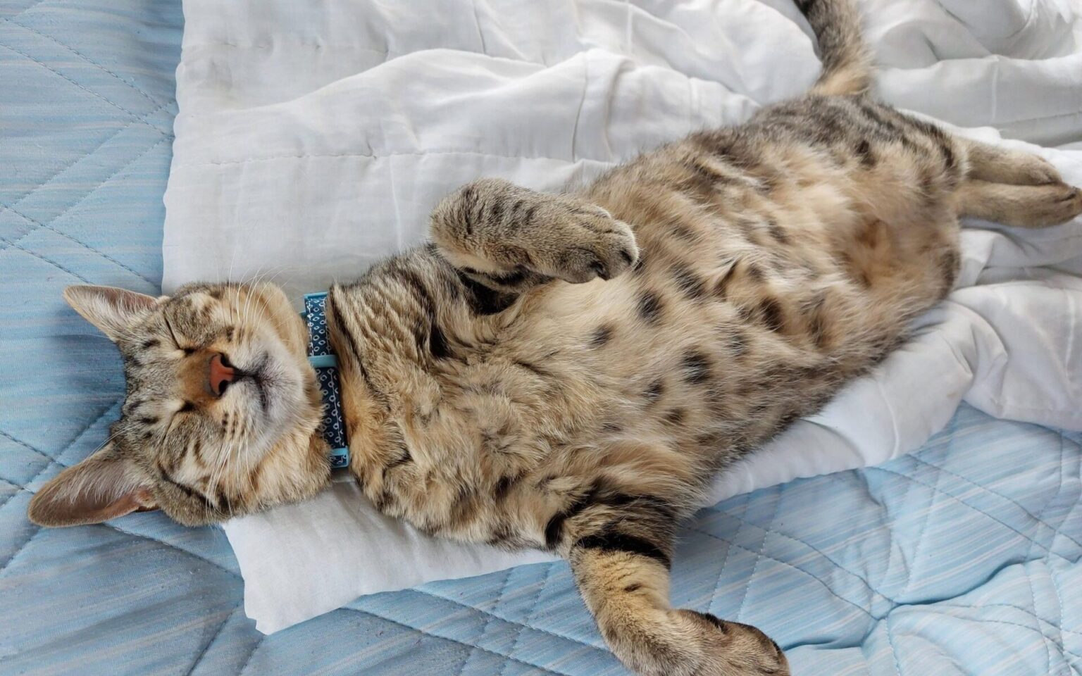 ネッコ飼ってる?