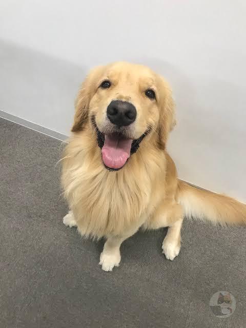 ゴールデンレトリバー、かわいすぎる