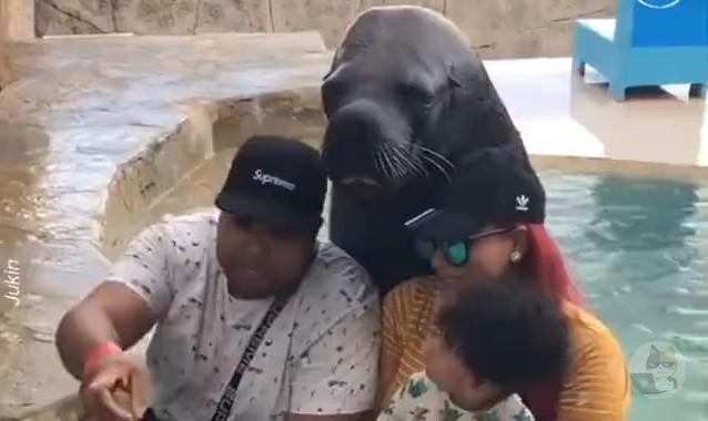 【動画】セイウチ「なんや写真撮るんか?ほなサービスしとくわ!」