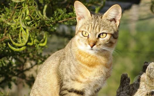 【画像】ネコの原種のとても貴重な画像