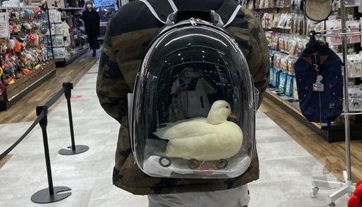 【画像】女さん「アヒルがリュックで運ばれてる~!!」パシャッ