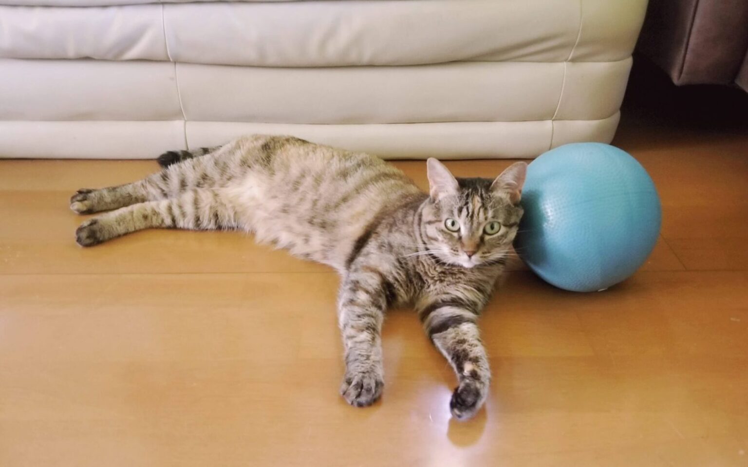 ワイのにゃんこをちょっと見ておくれ🐱