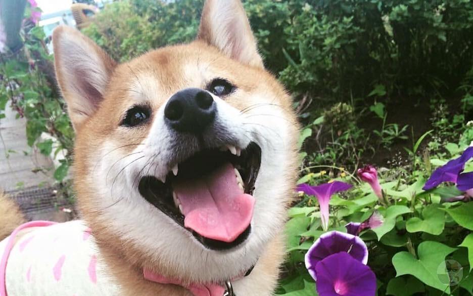 イッヌとかいうかわヨ界の皇帝