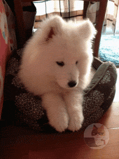 サモエドとかいう犬、流石にあざとすぎる模様