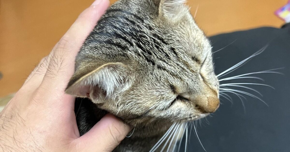 俺が2時間バイト行ってただけでゴロゴロと甘えてくる猫wwwwwwwwwwwwwwwww
