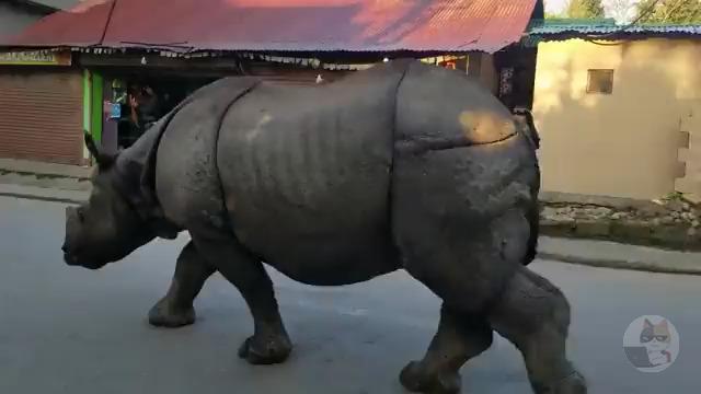 【動画】サイさん、ガチでヤバ過ぎるwwwwww