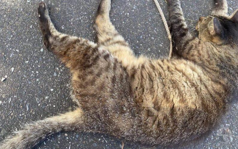 【画像】道路で猫が2匹倒れてた