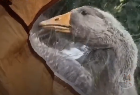 【動画】外人さん、初めてのキャンプでアヒルの襲撃にあってしまう