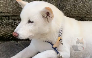 【動画】注射痛かったの!アピールが可愛いイッヌが話題に