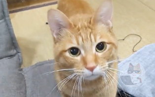 【動画】おもちゃの玉投げを要求する猫ちゃんが可愛いと話題に