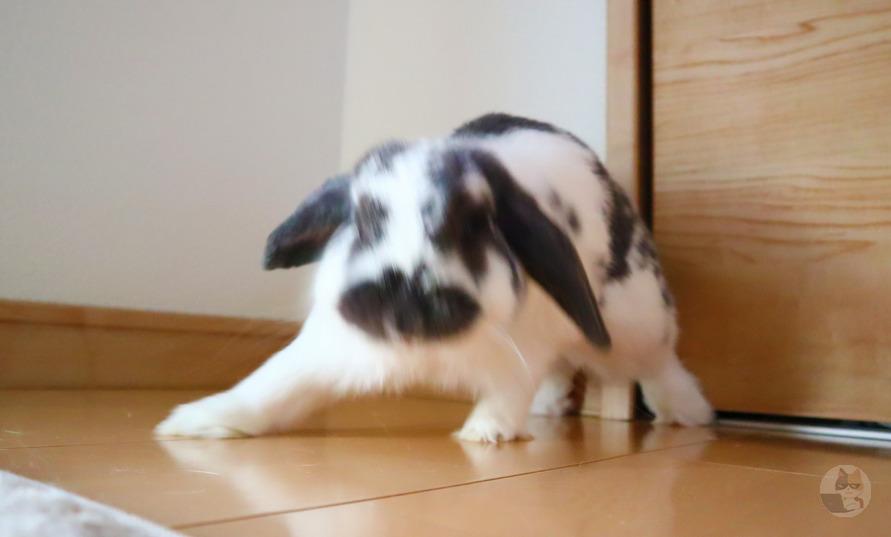 【画像】ペットのうさぎ撮ったんだけどブレる