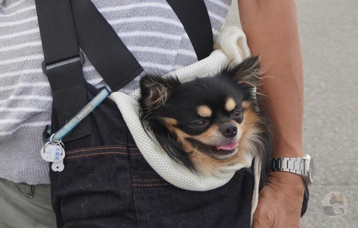 犬を抱っこして散歩してる謎の強勢力wwww