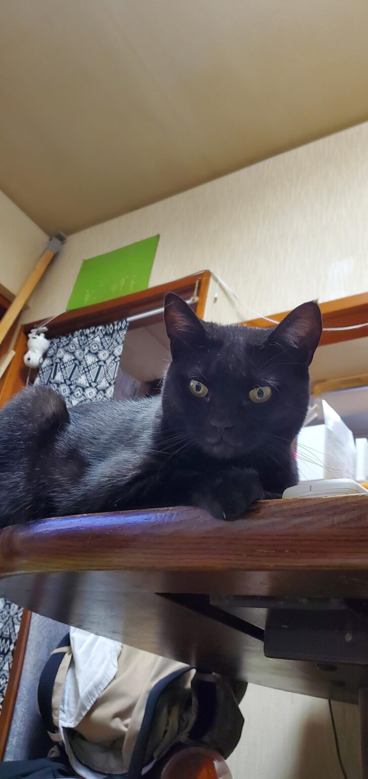 ワイ猫に慕われる