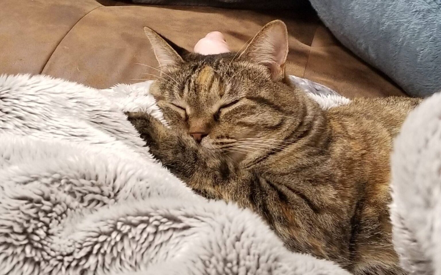 ワアの猫が分離不安症というものになってもうた😦