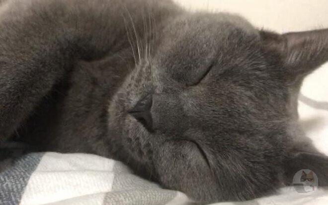 【速報】ウチのネッコ、就寝する