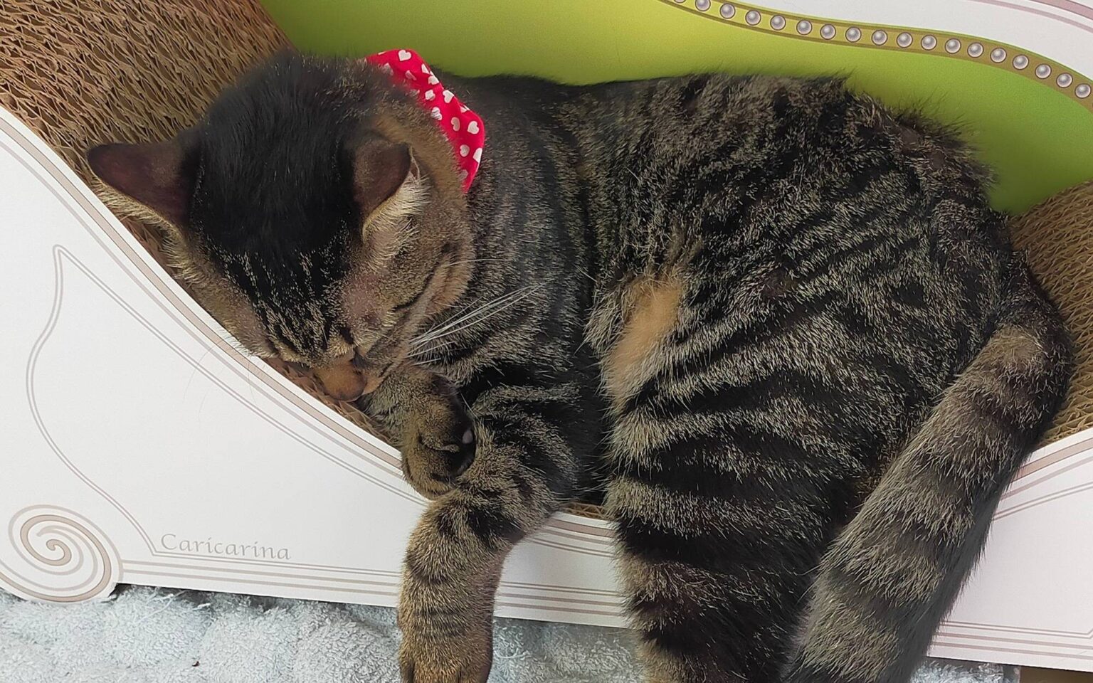 猫カフェでかわいい猫ちゃんと遊んできたwwwwwwwwwwwwwwwwwwwwwwwww