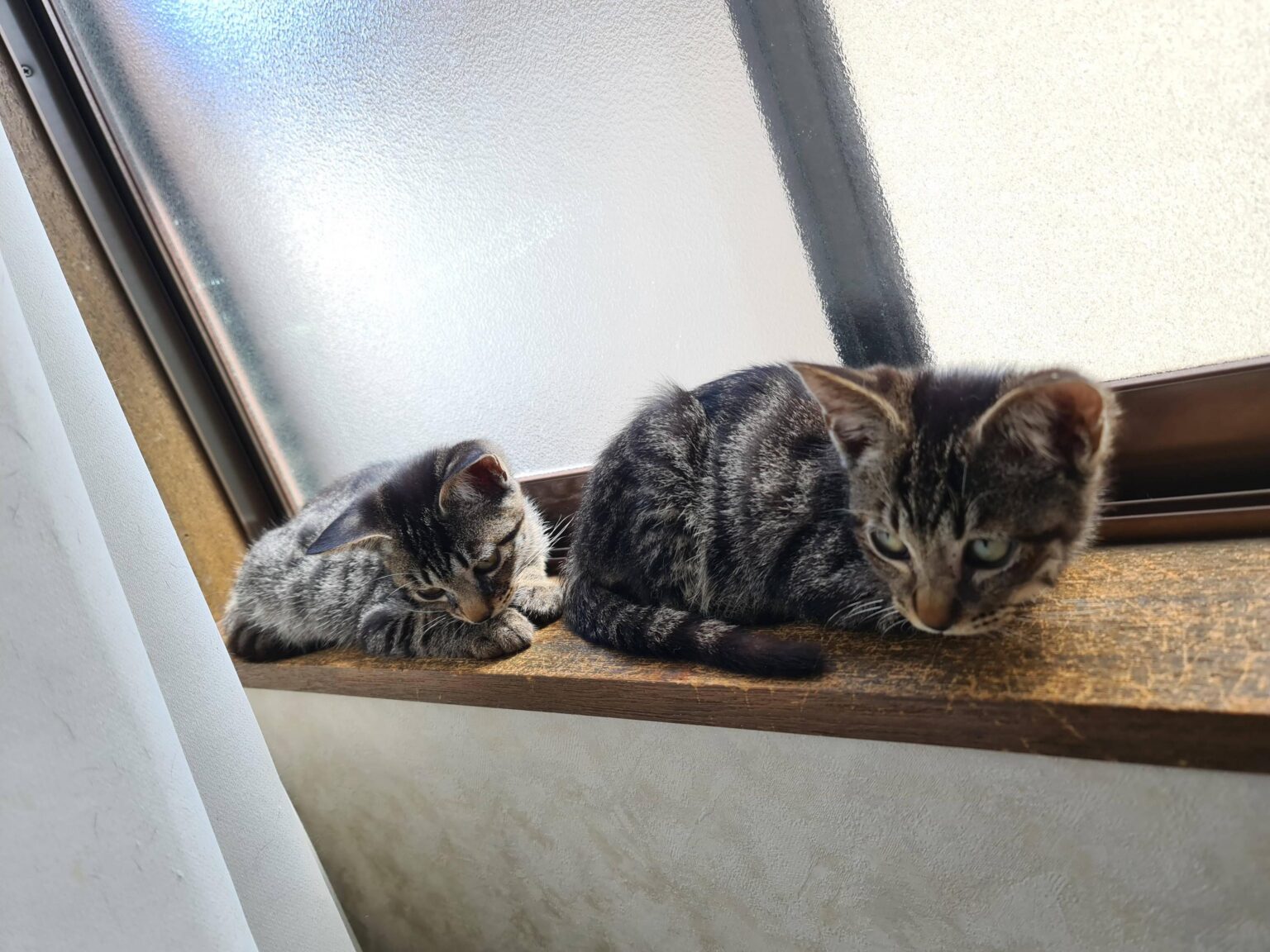 3日前に子猫拾ったったwwwwww