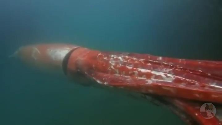 【動画】ダイオウイカ、キモ過ぎる 何が楽しくて生きてんだこいつ…