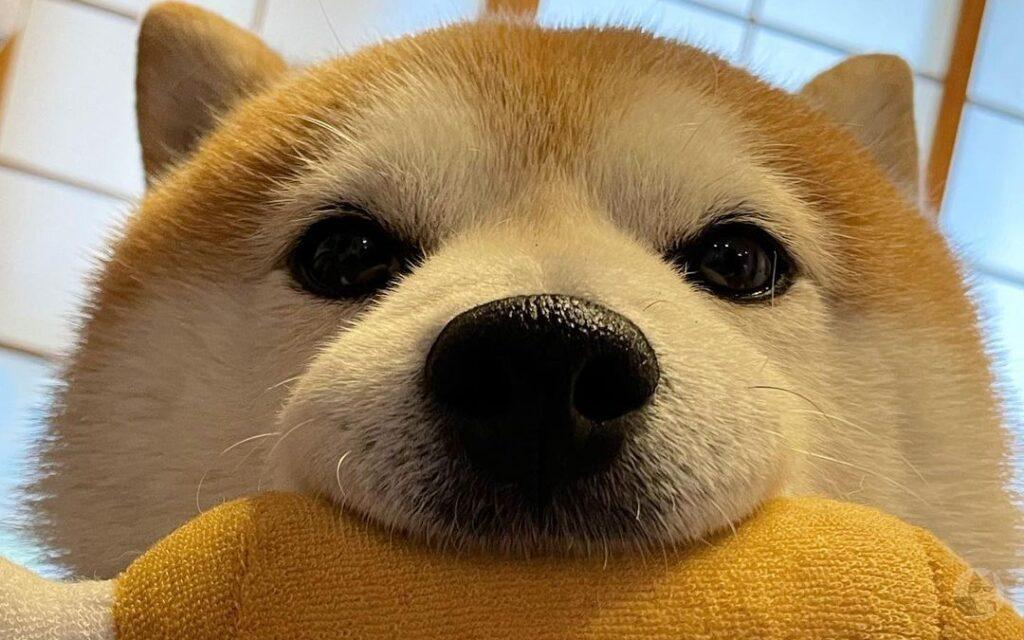 イッヌさんとかいうかわヨの限界に挑戦してるやつw