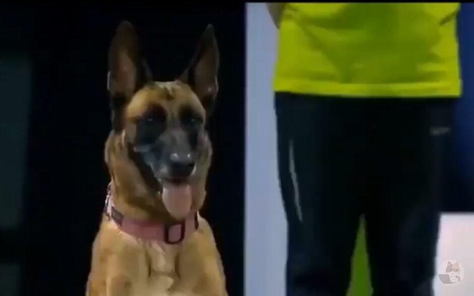 【動画】イッヌ、全ての罠に引っかかってしまう