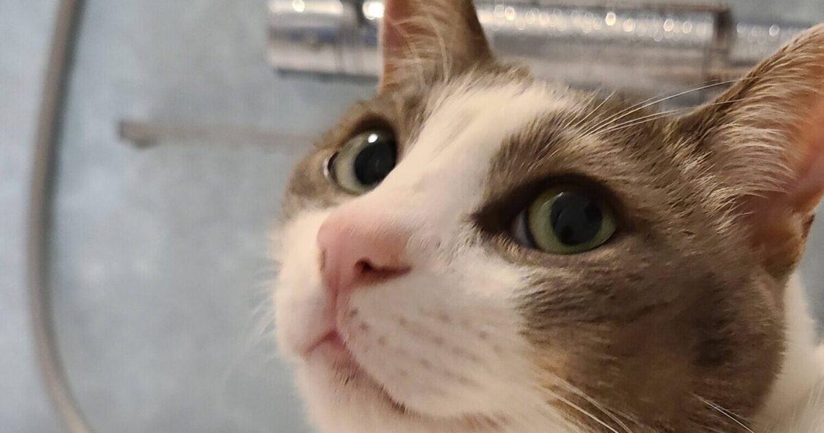 ワイんちのネッコ、風呂に侵入してくる