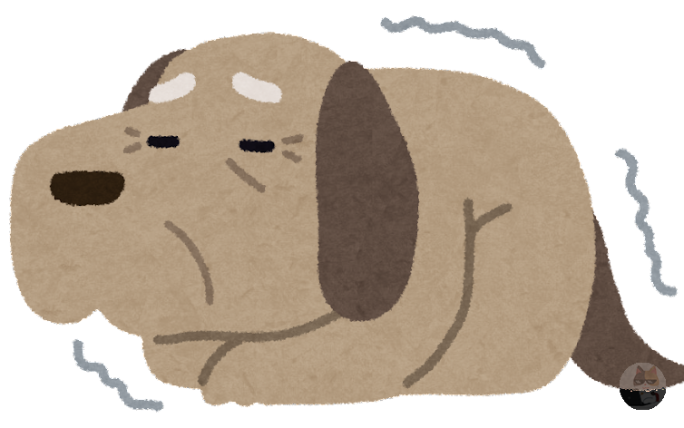 【悲報】うちの柴犬(19)、めっちゃ白くなる