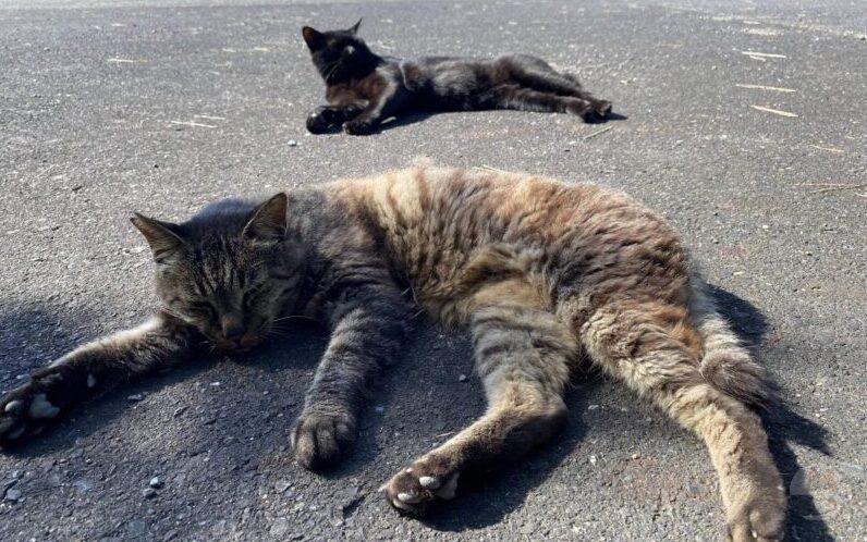 【画像】公園に来たんだが猫が2匹爆睡してた