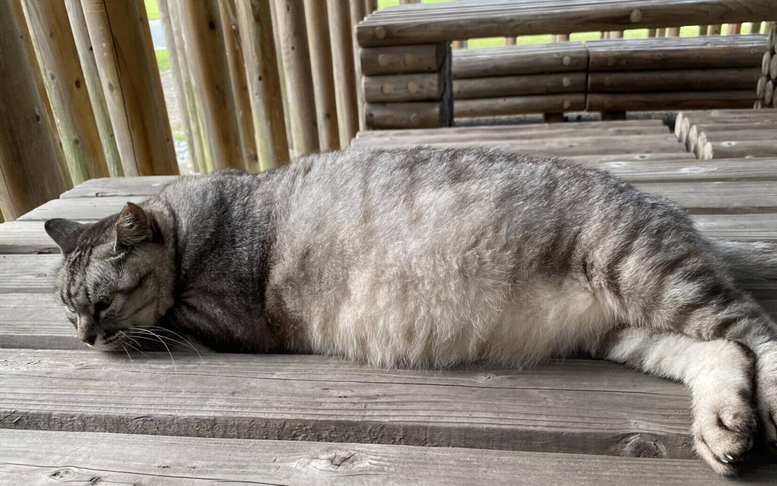 家の近くにある公園に大量の猫が住み着いててワロタ