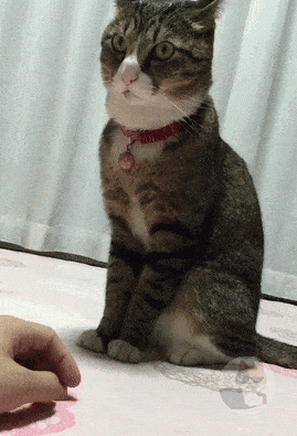 猫系最強gifってこれだよな?
