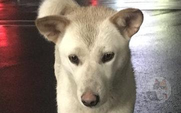 めっちゃ合成っぽい犬見つかるwwwww