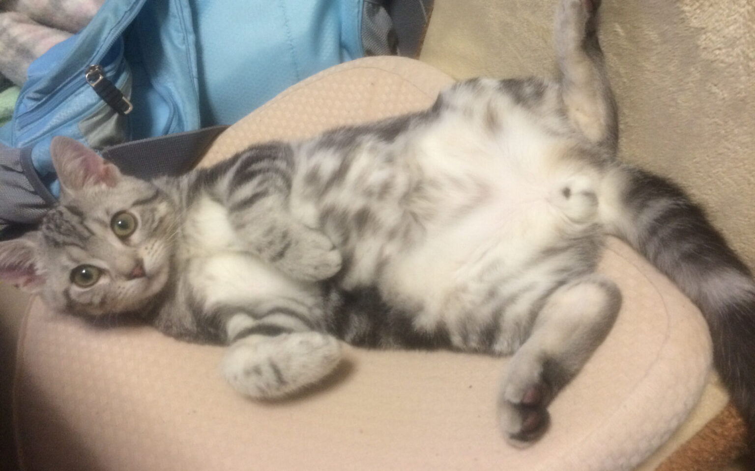 ワイ、ネッコ購入をお断りされる